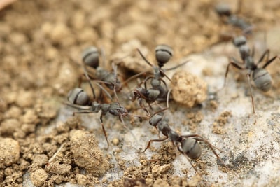 四只灰蚂蚁